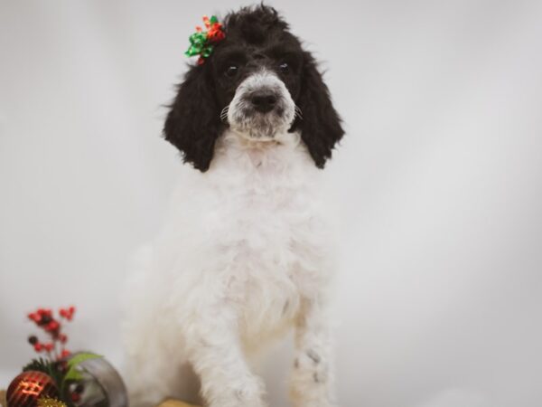 Standard Poodle DOG Female White & Black Parti 14607 Petland Wichita, Kansas