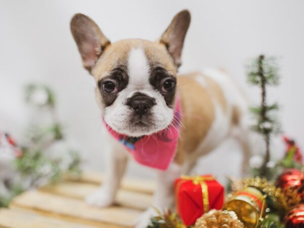 French Bulldog DOG Female 14606 Petland Wichita, Kansas