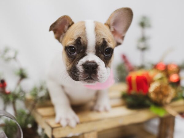 French Bulldog DOG Female 14605 Petland Wichita, Kansas