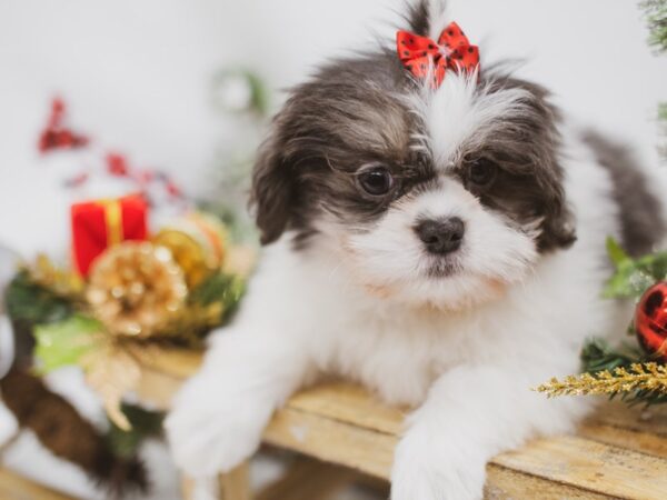 Lhasa Apso DOG Female Grey & White 14603 Petland Wichita, Kansas