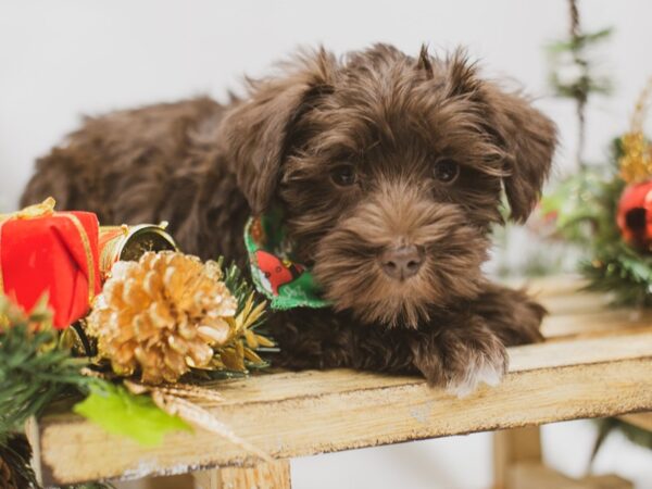 Miniature Schnauzer DOG Male Chocolate 14602 Petland Wichita, Kansas