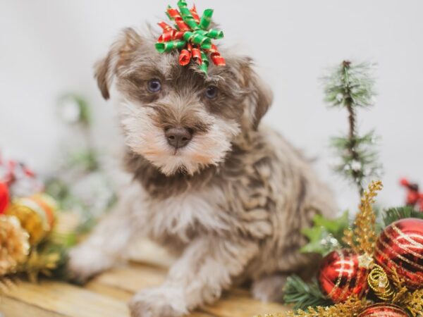 Miniature Schnauzer DOG Female Liver 14601 Petland Wichita, Kansas