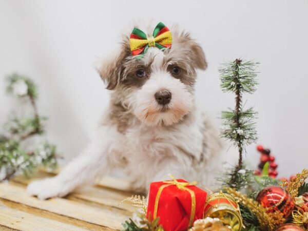 Miniature Schnauzer DOG Female Liver & White 14600 Petland Wichita, Kansas