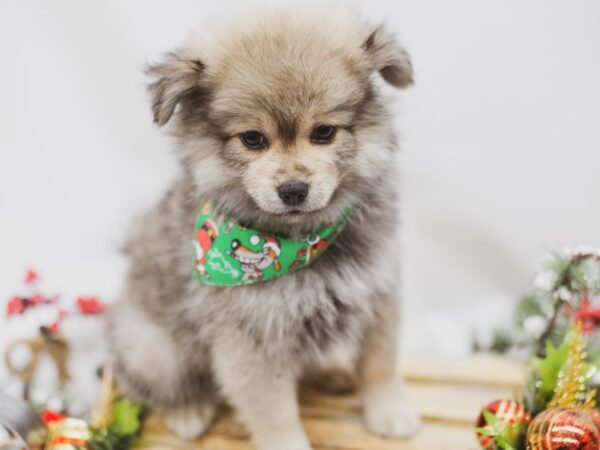 Pomeranian DOG Male Sable 14593 Petland Wichita, Kansas