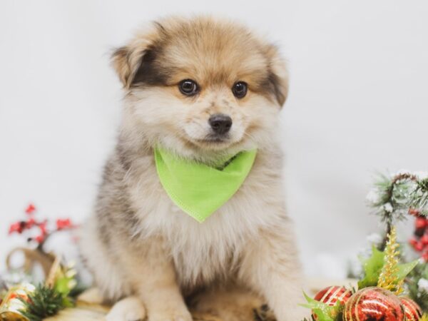 Pomeranian DOG Male Sable 14592 Petland Wichita, Kansas