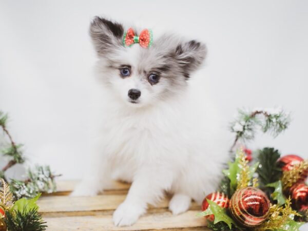 Pomeranian DOG Female Blue Merle Parti 14597 Petland Wichita, Kansas