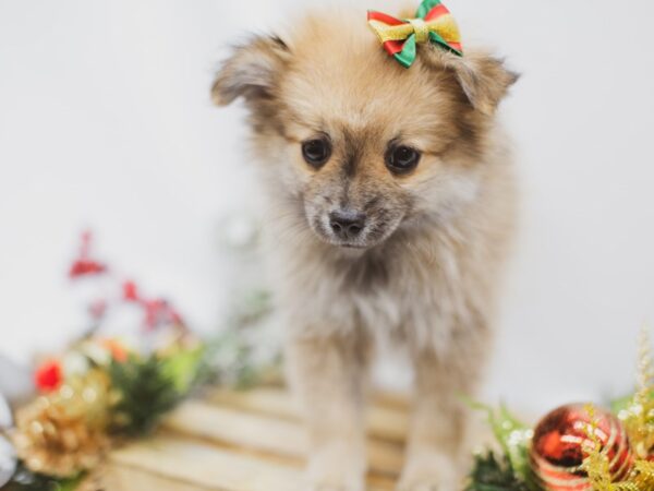 Pomeranian DOG Female Sable 14596 Petland Wichita, Kansas