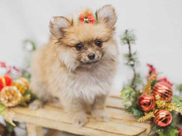 Pomeranian DOG Female Red Sable 14595 Petland Wichita, Kansas