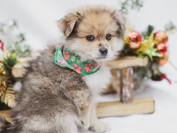 Pomeranian DOG Female Sable 14594 Petland Wichita, Kansas