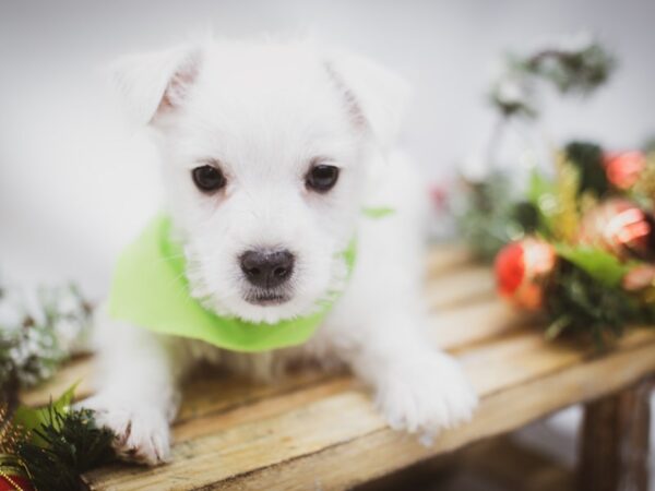 West Highland White Terrier-DOG-Male-White-14583-Petland Wichita, Kansas