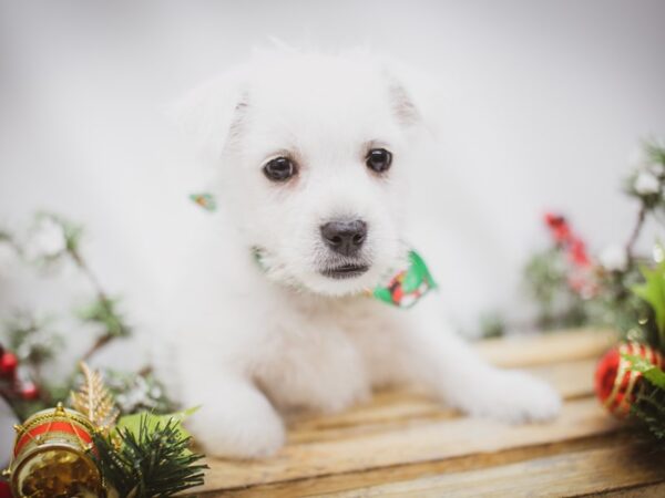 West Highland White Terrier DOG Male White 14584 Petland Wichita, Kansas