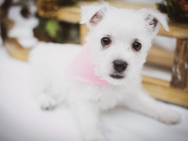 West Highland White Terrier DOG Female White 14585 Petland Wichita, Kansas