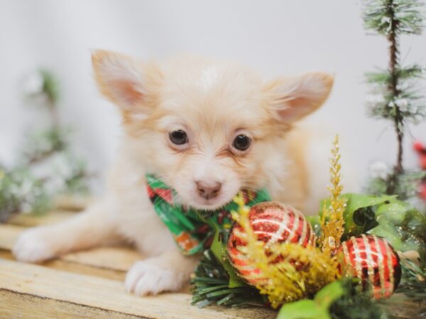 Chipom DOG Male Dark Cream 14586 Petland Wichita, Kansas