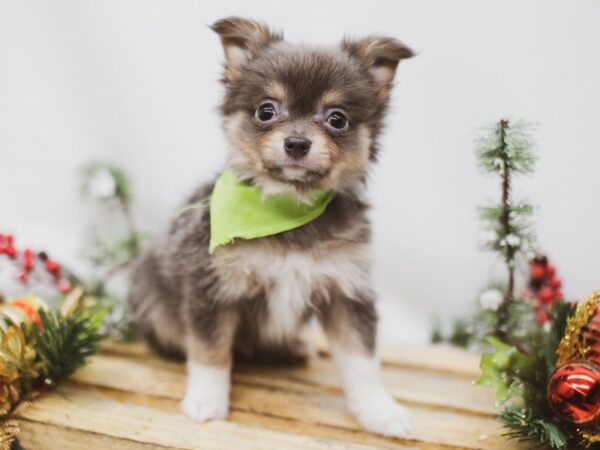 Chipom-DOG-Male-Blue Tri-14587-Petland Wichita, Kansas