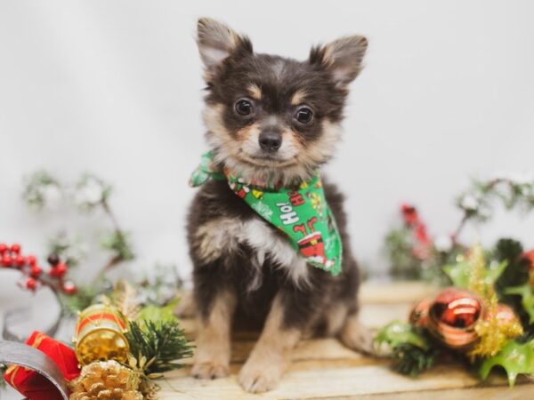 Chipom DOG Male Blue Tri 14588 Petland Wichita, Kansas