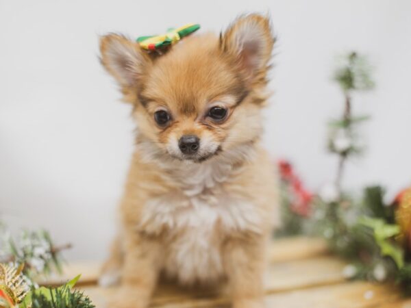 Chipom DOG Female Sable 14589 Petland Wichita, Kansas