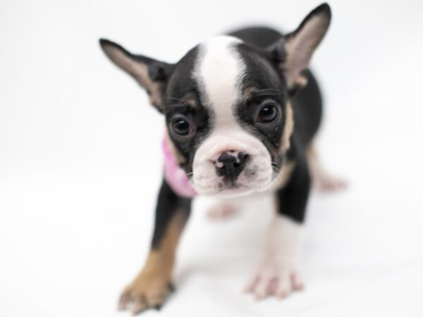 French Bulldog DOG Female Black Tri 14628 Petland Wichita, Kansas