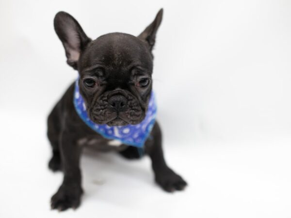 French Bulldog DOG Male Brindle 14627 Petland Wichita, Kansas