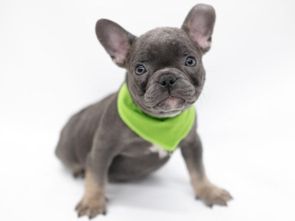 French Bulldog DOG Male Blue & Tan 14626 Petland Wichita, Kansas