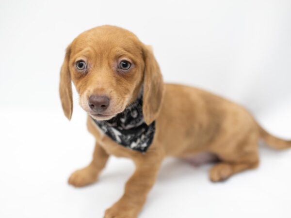 Miniature Dachshund DOG Male Red Dapple (one blue eye) 14625 Petland Wichita, Kansas