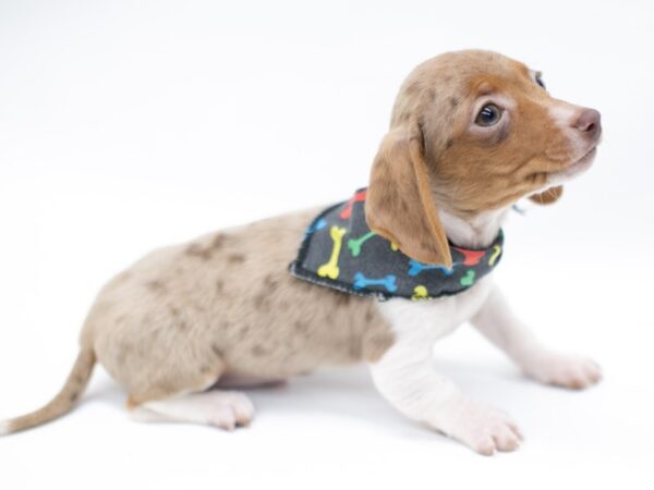 Miniature Dachshund DOG Male Red Dapple Pibald 14624 Petland Wichita, Kansas