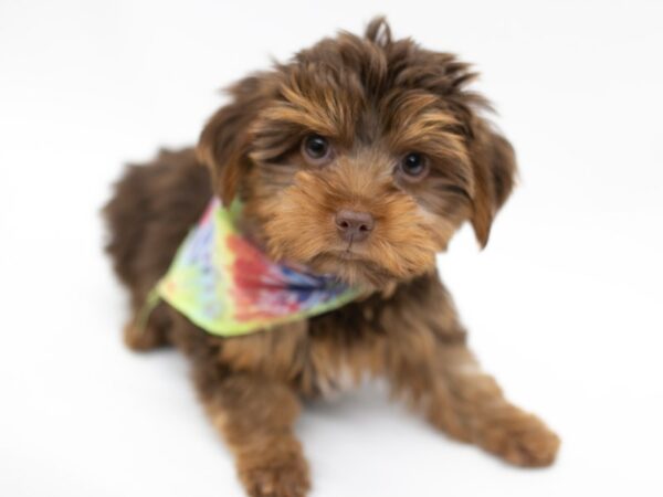 Yorkshire Terrier DOG Male Chocolate & Tan 14623 Petland Wichita, Kansas