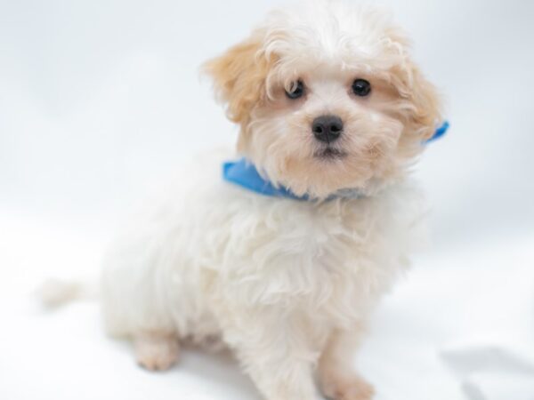 Havapoo DOG Male white and cream 14621 Petland Wichita, Kansas