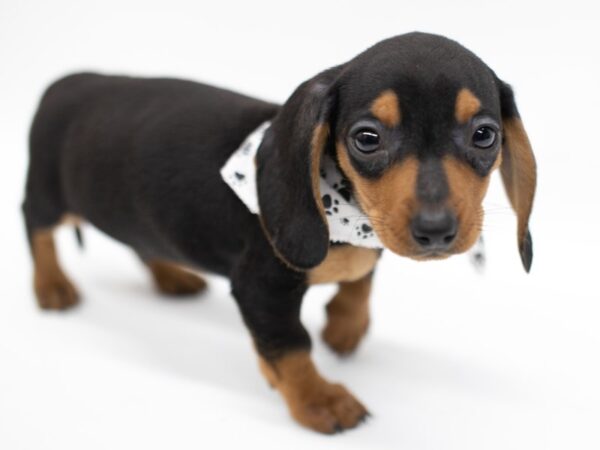 Miniature Dachshund DOG Male Black & Tan smooth coat 14620 Petland Wichita, Kansas