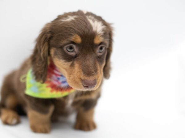 Miniature Dachshund DOG Male Long Hair Chocolate Dapple 14619 Petland Wichita, Kansas