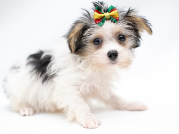 Morkie DOG Female Black Tri Parti 14618 Petland Wichita, Kansas