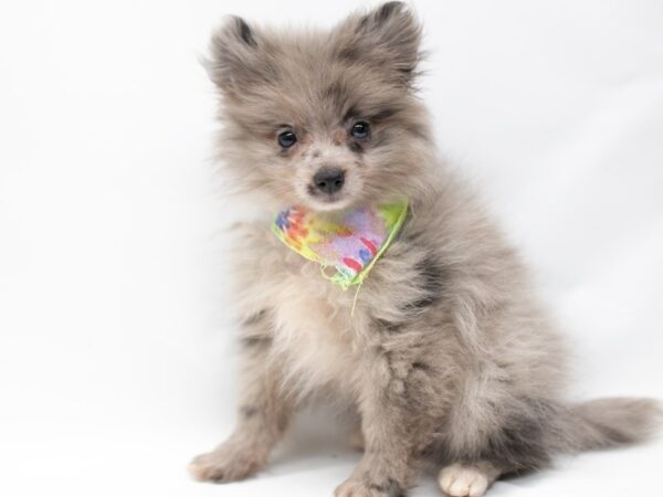 Pomeranian DOG Male Blue Merle 14616 Petland Wichita, Kansas