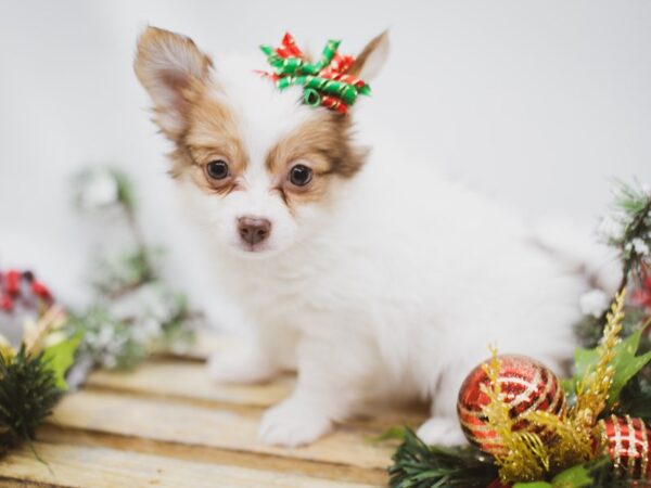 Chipom DOG Female Parti Sable 14590 Petland Wichita, Kansas