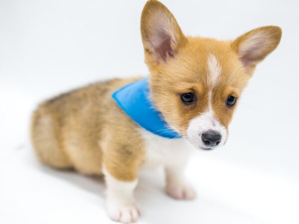 Pembroke Welsh Corgi DOG Male sable 14613 Petland Wichita, Kansas