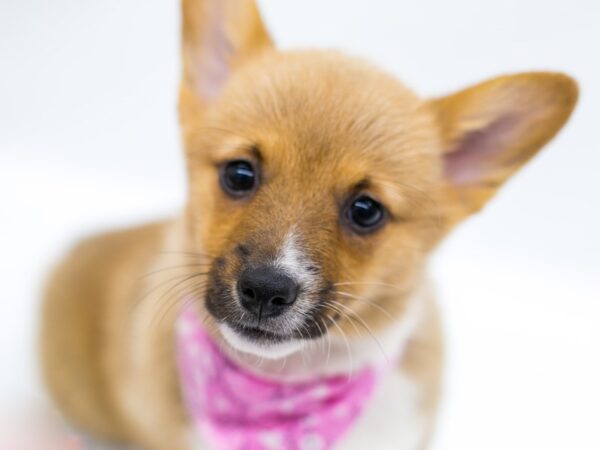 Pembroke Welsh Corgi DOG Female Red & White 14615 Petland Wichita, Kansas