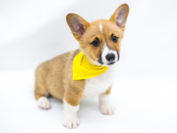 Pembroke Welsh Corgi DOG Male Red & White 14614 Petland Wichita, Kansas