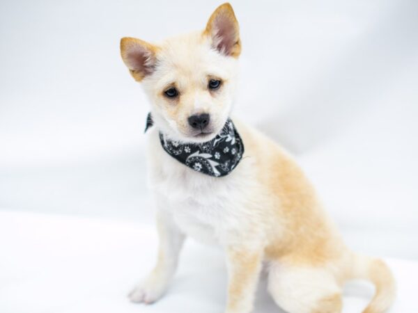 Shiba Inu DOG Male Cream 14629 Petland Wichita, Kansas