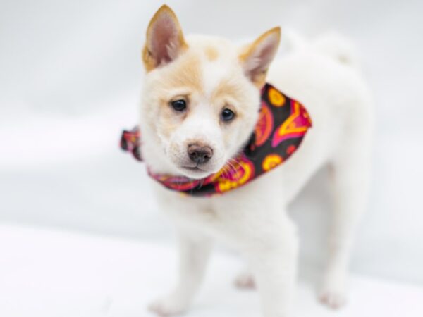 Shiba Inu DOG Female White Cream 14630 Petland Wichita, Kansas