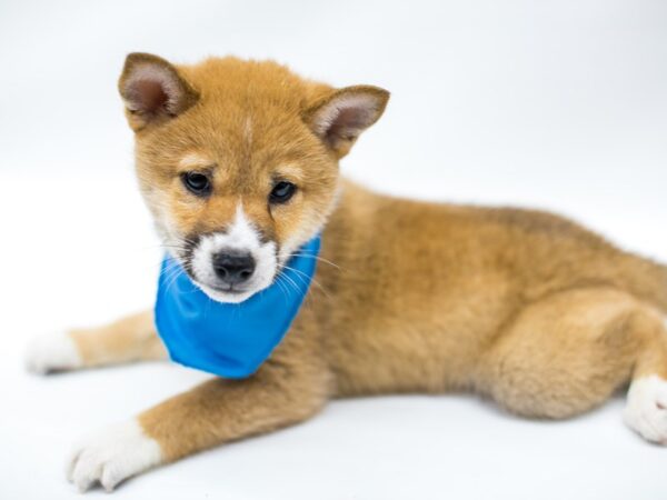 Shiba Inu DOG Male Red Sesame 14631 Petland Wichita, Kansas