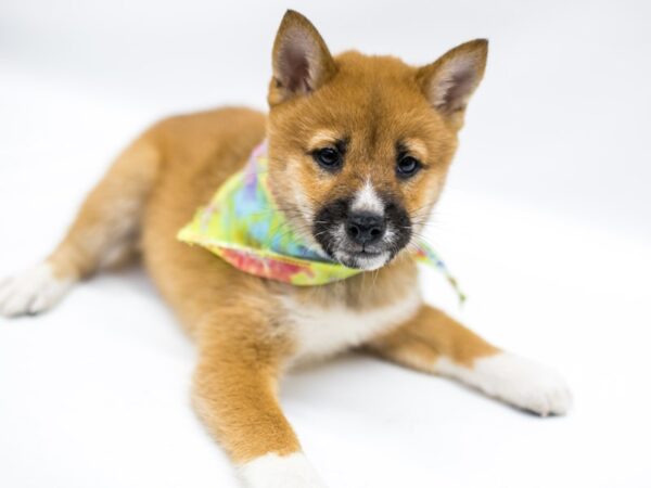 Shiba Inu DOG Male Red Sesame 14632 Petland Wichita, Kansas