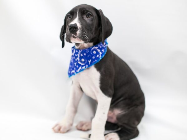 Great Dane DOG Male Black and White Mantle 14633 Petland Wichita, Kansas