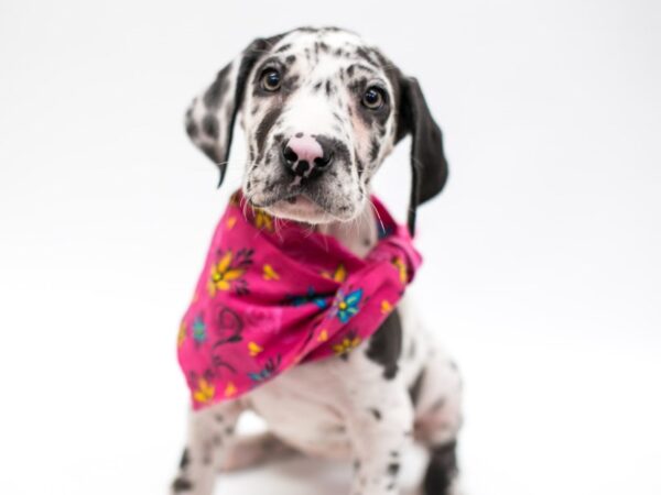 Great Dane DOG Female Merlequin 14634 Petland Wichita, Kansas