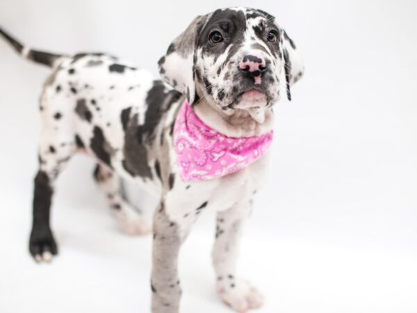 Great Dane DOG Female Merlequin 14635 Petland Wichita, Kansas