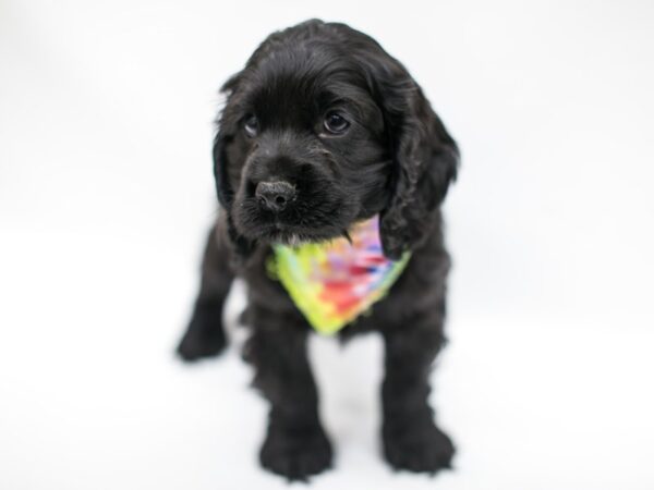 Cocker Spaniel DOG Male Black 14636 Petland Wichita, Kansas