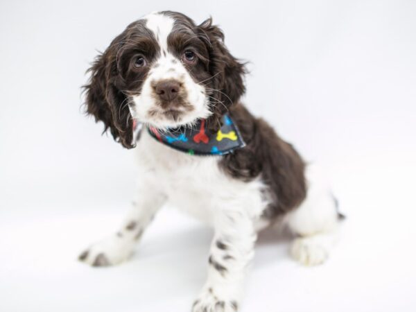 Cocker Spaniel DOG Male Chocolate & White 14637 Petland Wichita, Kansas