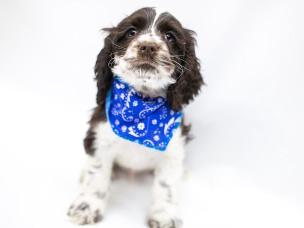 Cocker Spaniel DOG Male Chocolate & White 14638 Petland Wichita, Kansas