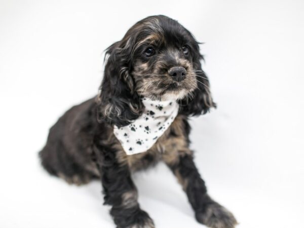 Cocker Spaniel DOG Male Blue Merle 14639 Petland Wichita, Kansas