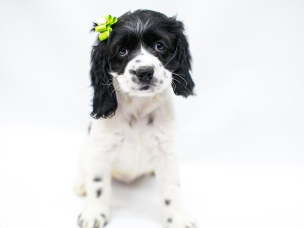 Cocker Spaniel DOG Female Black & White 14640 Petland Wichita, Kansas