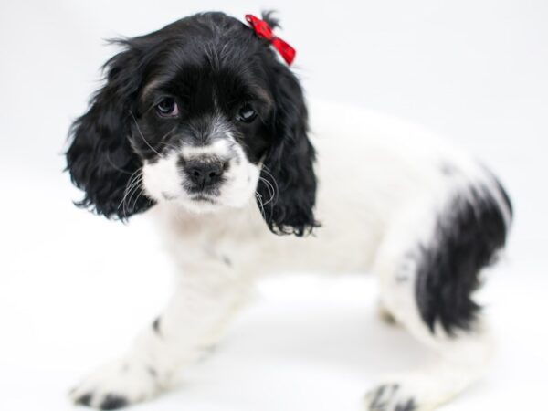 Cocker Spaniel-DOG-Female-Black & White-14641-Petland Wichita, Kansas