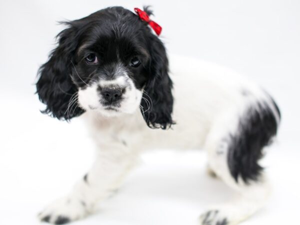 Cocker Spaniel DOG Female Black & White 14641 Petland Wichita, Kansas