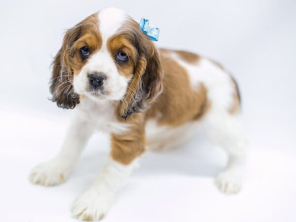 Cocker Spaniel DOG Female Red & White 14642 Petland Wichita, Kansas